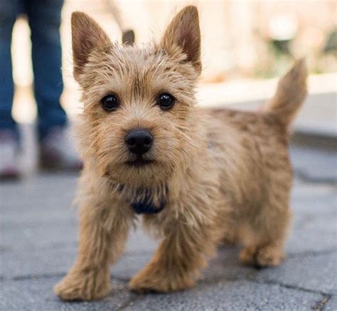 The following ntca members agree to provide breed information, answer questions, and assist prospective puppy owners in locating responsible breeders. Watson the Norwich Terrier (by the Dogist) | Norwich ...