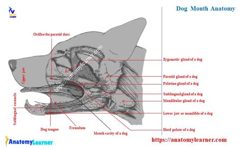 Dog Mouth Anatomy Lip Cheek Oral Cavity And Salivary Glands With