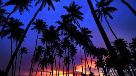 🥇 Sunset Palm Trees Wallpaper 3844
