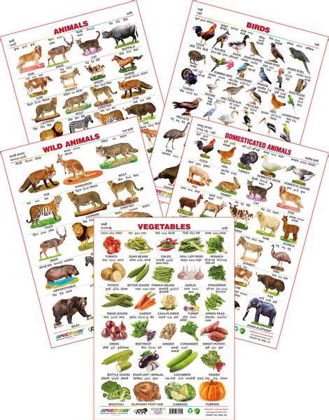 Spectrum Educational Wall Charts Set Of 5 Wild Animals Domestic