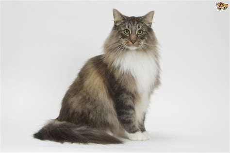 History Of The Norwegian Forest Cat Pets4homes