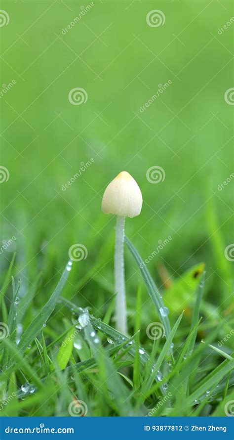 White Mushroom In Green Grasses With Raindrops Stock Photo Image Of