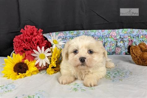 James mumford described the breed in american shih tzu magazine as 'a dash of lion, several teaspoons of rabbit. Tommy: Shih Tzu puppy for sale near Oklahoma City, Oklahoma. | 69a93dffa1