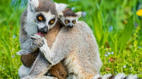 Wallpaper Lemurs Lemur Animals Cute Animals Summer