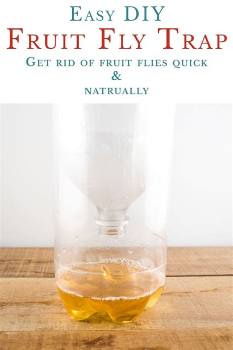 How To Make A Fruit Fly Trap Get Rid Of Flies Fast Homestead Acres
