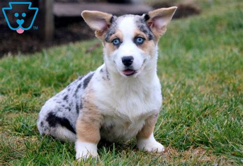 Extremely loving with its family, it will love to follow the family around and be involved in your. Marz | Horgi, Welsh Corgi Mix Puppy For Sale | Keystone ...