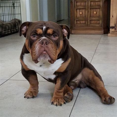 The old english bulldog is protective and will look after its loved ones with courageousness. DSK Bulldogs - We build great bulldogs! | Bulldog Puppies ...