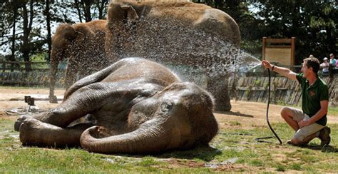 How Animals Are Cooling Off In The Heat Life And Style The Guardian