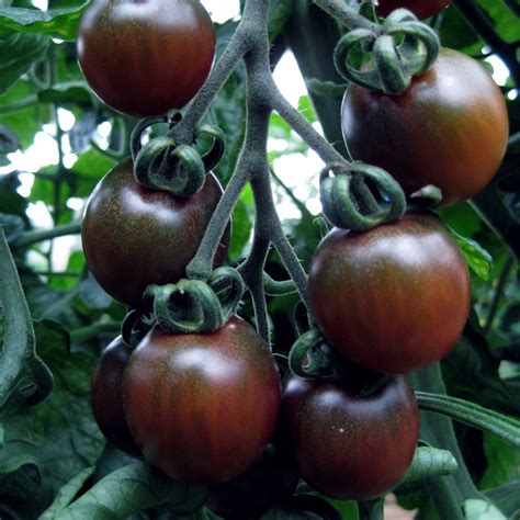 Tomato Black Cherry Seeds 20 Seeds Per Pack Ebay