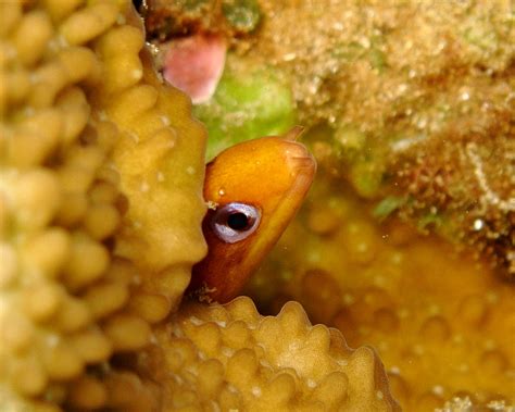 Daily Underwater Photo Dwarf Moray Eel