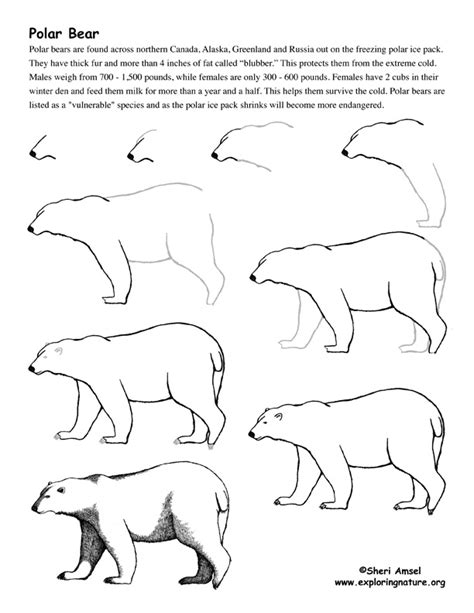 How To Draw A Polar Bear Step By Step Drawing Tutoria