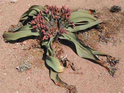 The Living Fossil Welwitschia Mirabilis Hubpages