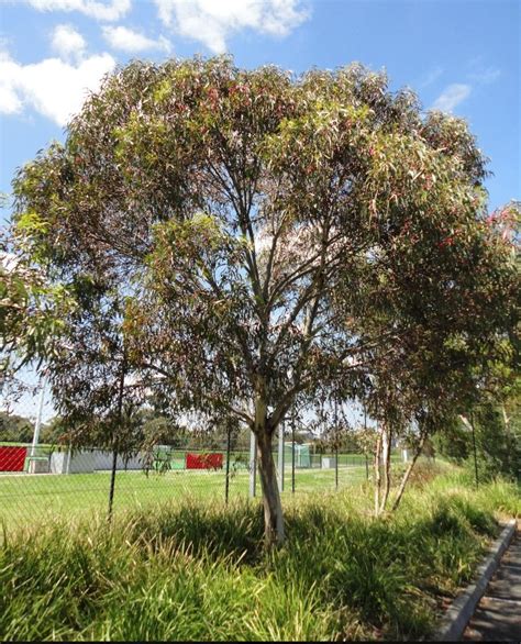Eucalyptus Leucoxylon Euky Dwarf Australian Native Garden Native