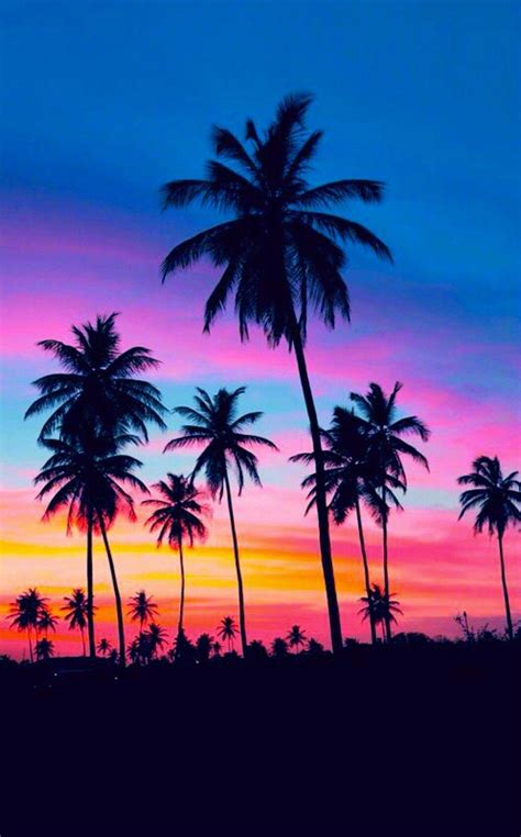 Cool Palm Tree Wallpapers Top Free Cool Palm Tree Backgrounds