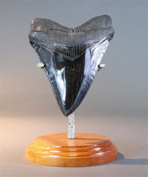 Gigantic Megalodon Tooth For Sale 618 Inches Fossil Realm