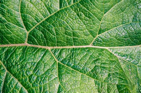 Free Stock Photo Of Leaf Texture Close Up Download Free Images And