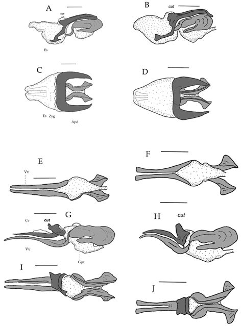 Ectophallus And Endophallus Of Gemeneta Spp A B Entire Phallic