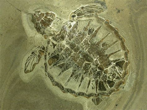 Fossilized 55 Million Year Old Sea Turtle Pics