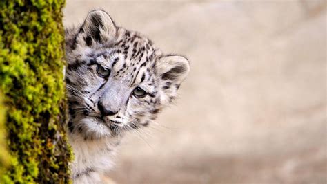Snow Leopard Animal Cute Cub Face Baby Hd Wallpaper