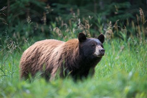Hybrid Grizzly And Black Bear In Banff National Park By Eric Saczuk