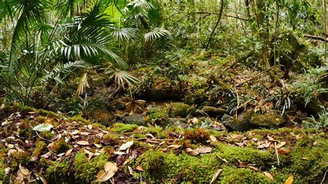 Forest Floor Decay Of Undergrowth Rain Forest Ecosystem Stock Video