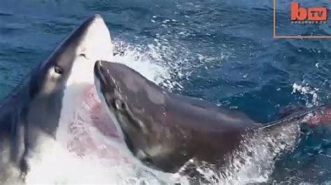 Cannibal Shark On Shark Attack Caught On Camera Boredombash