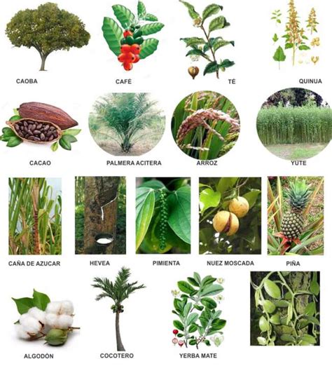 Sintético 105 Imagen Tipos De Hojas De Plantas Y Sus Nombres Actualizar