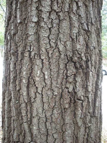 Red Oak Tree Bark Madeleine Keen