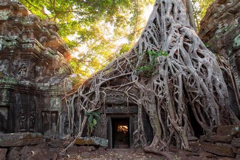 Tree Roots Envelop Some Of The Temples In Mysterious Angkor Cambodia