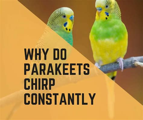 Why Do Parakeets Chirp Constantlyhow To Stop It Birds News