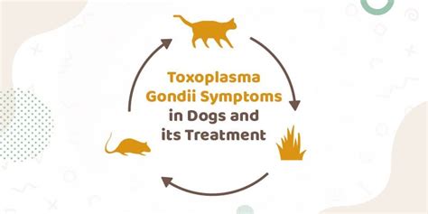 Toxoplasma Gondii Symptoms In Dogs And Its Treatment Rpetcare