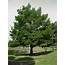 Tree Land Nursery  Dallas Texas Bald Cypress