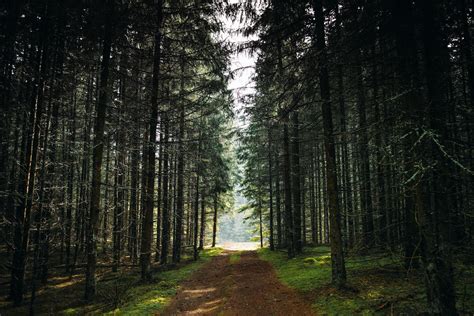 Brown Dirt Road Lined With Trees · Free Stock Photo