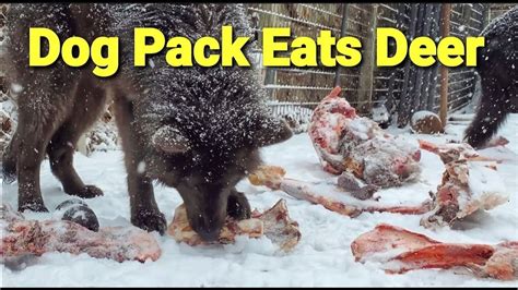 Dog Pack Eats Deer Carcass Using Pack Feedings To Prevent Dog Fights