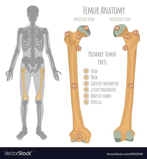 Male Hip Bone Anatomy Royalty Free Vector Image