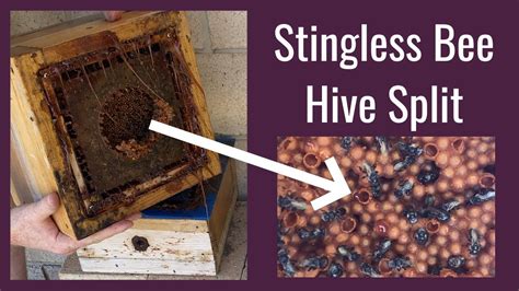 Stingless Bee Hive Split Hard Split Youtube