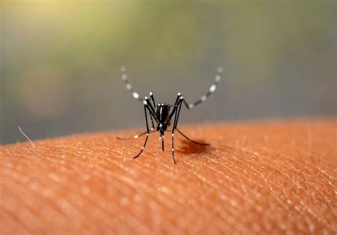 Mosquito Laying Eggs In Skin