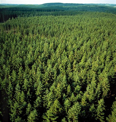 Filepine Forest In Sweden Wikipedia