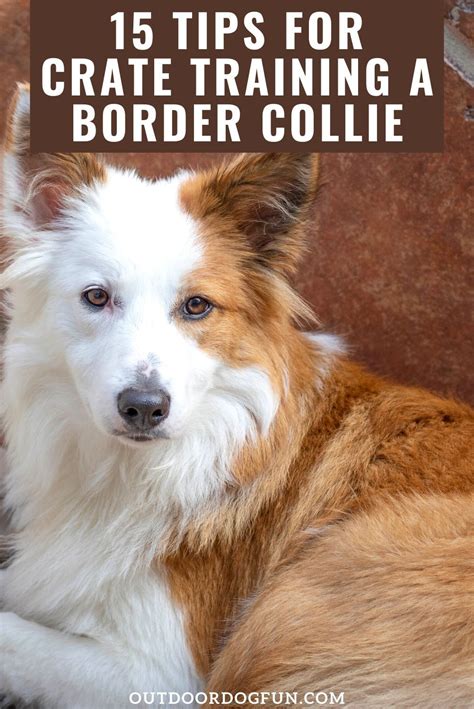 15 Tips For Crate Training A Border Collie Border Collie Puppy
