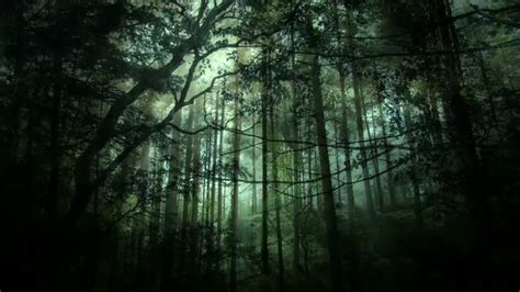 39 Latest Green Dark Forest Background Darcks Collection Of