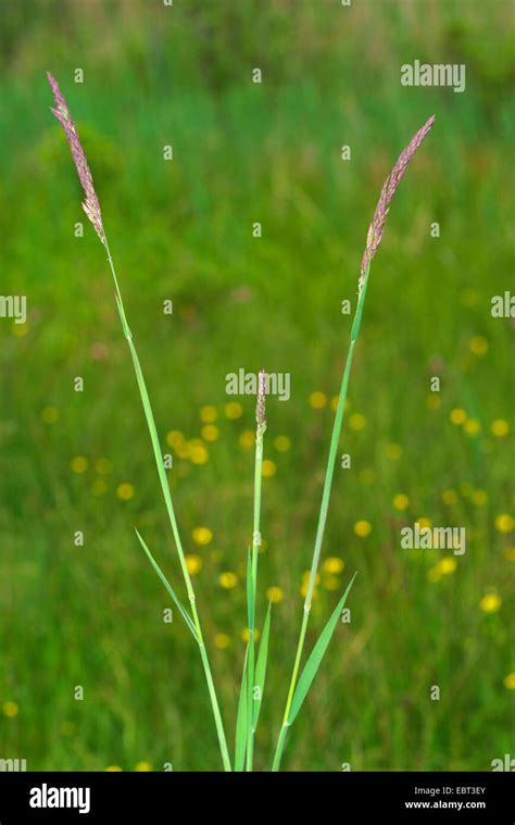Common Velvet Grass Yorkshire Fog Creeping Velvetgrass Holcus