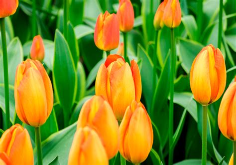 Fotomural Tulipanes Flores De Tulipán Naranja Tenvinilo