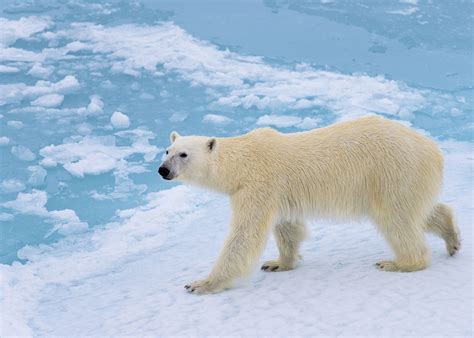 Why Do Polar Bears Have White Fur Yourearth Solutions