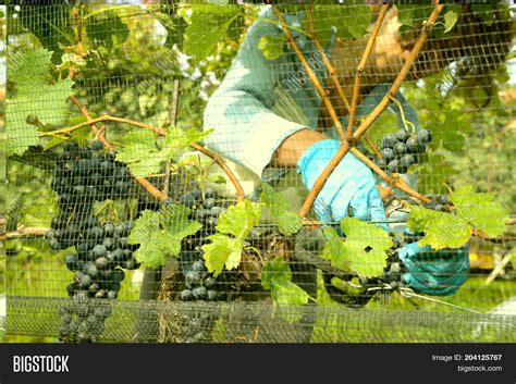 Harvesting Grape On Image And Photo Free Trial Bigstock
