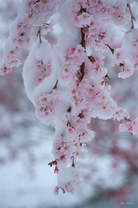 Cherry Blossom In Snow Sky Genta Flickr