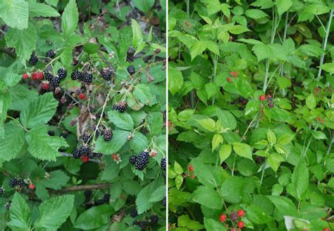 Difference Between Raspberry And Blackberry Leaves Raspberry