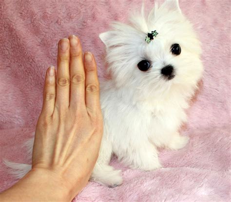 California Morkie Breeder Archives Iheartteacups