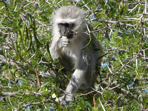 Vervet Monkey In Kruger National Park National Parks Vervet Monkey