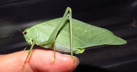 Greater Angle Wing Katydid Microcentrum Rhombifolium Bugguidenet