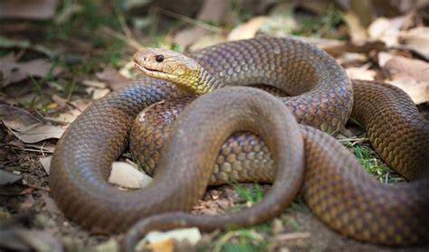 Australias 10 Most Dangerous Snakes